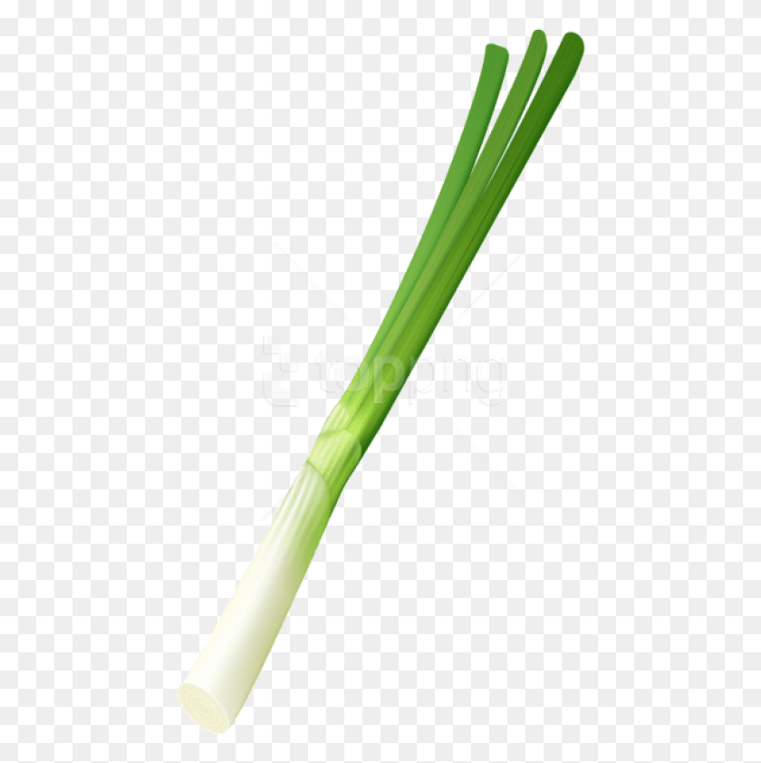 453x782 Free Spring Onion Images Background Pipe, Team Sport, Sport, Team HD PNG Download