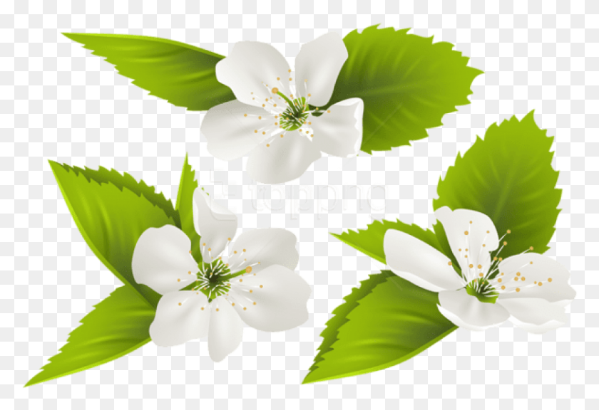 833x552 Free Spring Tree Flowers Images Background Jasmine Flower Clipart, Plant, Blossom, Anther HD PNG Download