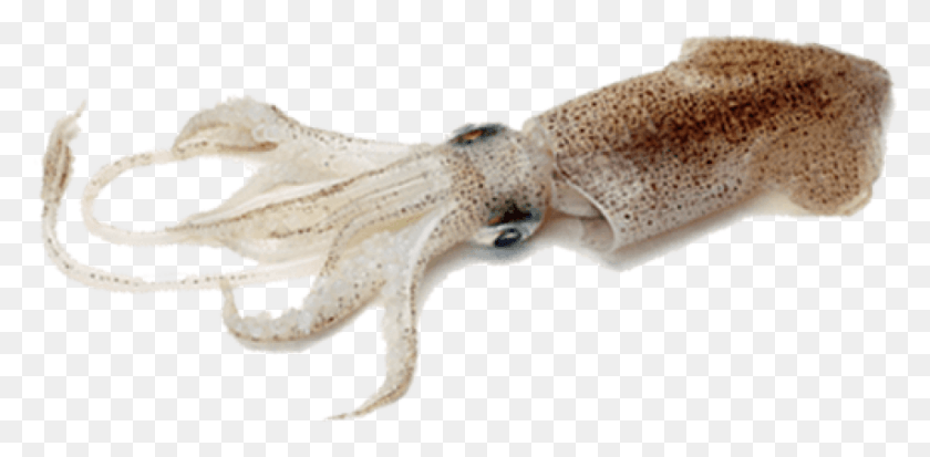 851x386 Free Squid Images Background Images Cuttlefish, Sea Life, Animal, Seafood HD PNG Download