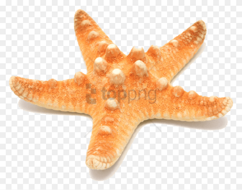 852x657 Free Starfish Image With Transparent Background Starfish, Invertebrate, Sea Life, Animal HD PNG Download