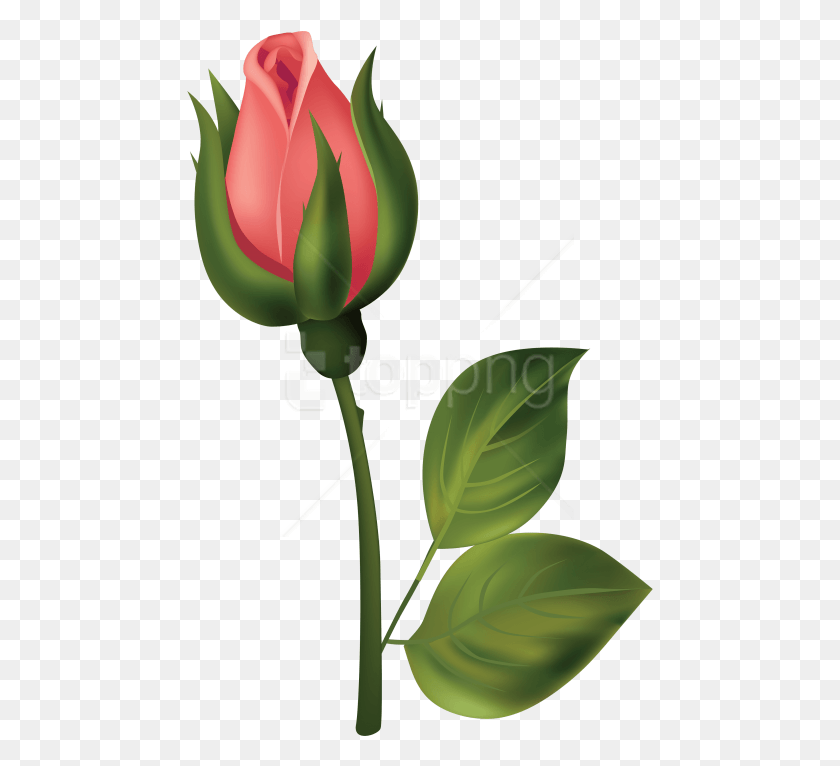467x706 Free Stem Red Rose Bud Clipart Photo Rose Buds, Plant, Flower, Blossom HD PNG Download