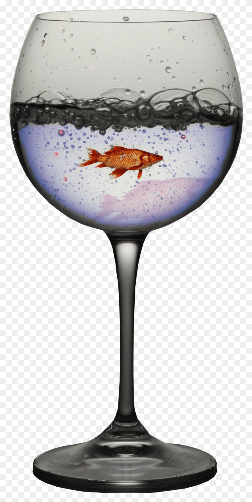876x1812 Free Stock Photo Of Blue Water Cute Fish Fish In Wine Glass, Glass, Goldfish, Animal Hd Png Скачать