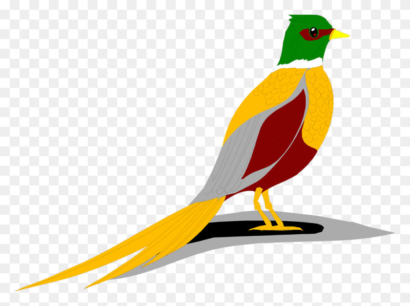 958x697 Free Stock Photos Ring Necked Pheasant Clip Art, Bird, Animal, Finch HD PNG Download
