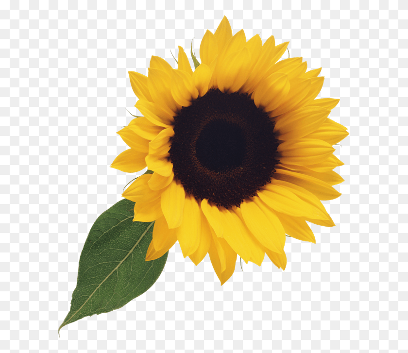 600x667 Free Sunflower Clipart Transparent Background Sunflower Clipart, Plant, Flower, Blossom HD PNG Download