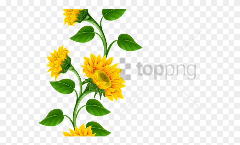 573x448 Free Sunflower Frame Image With Transparent Sunflower Corner Border, Plant, Flower, Blossom HD PNG Download