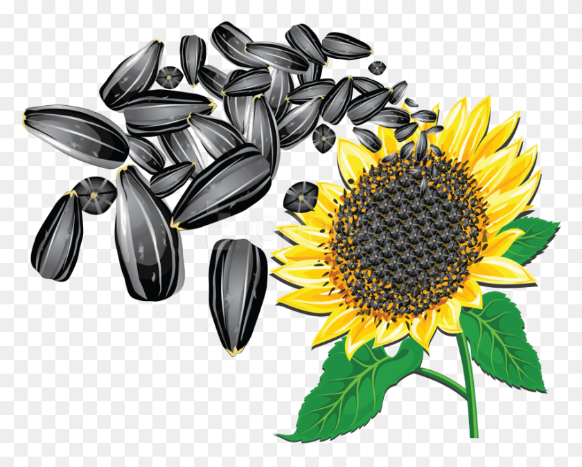 850x671 Free Sunflower Seeds Clipart Photo Sunflower Seeds Vector, Plant, Flower, Blossom HD PNG Download