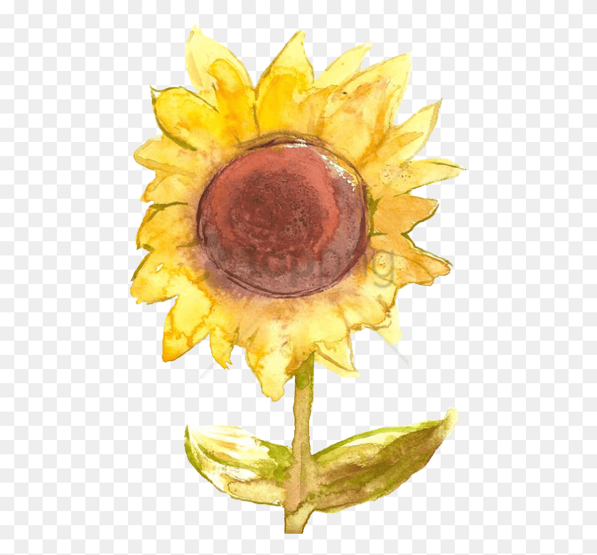 477x722 Free Sunflower Tumblr Image With Transparent Portable Network Graphics, Plant, Pollen, Peel HD PNG Download