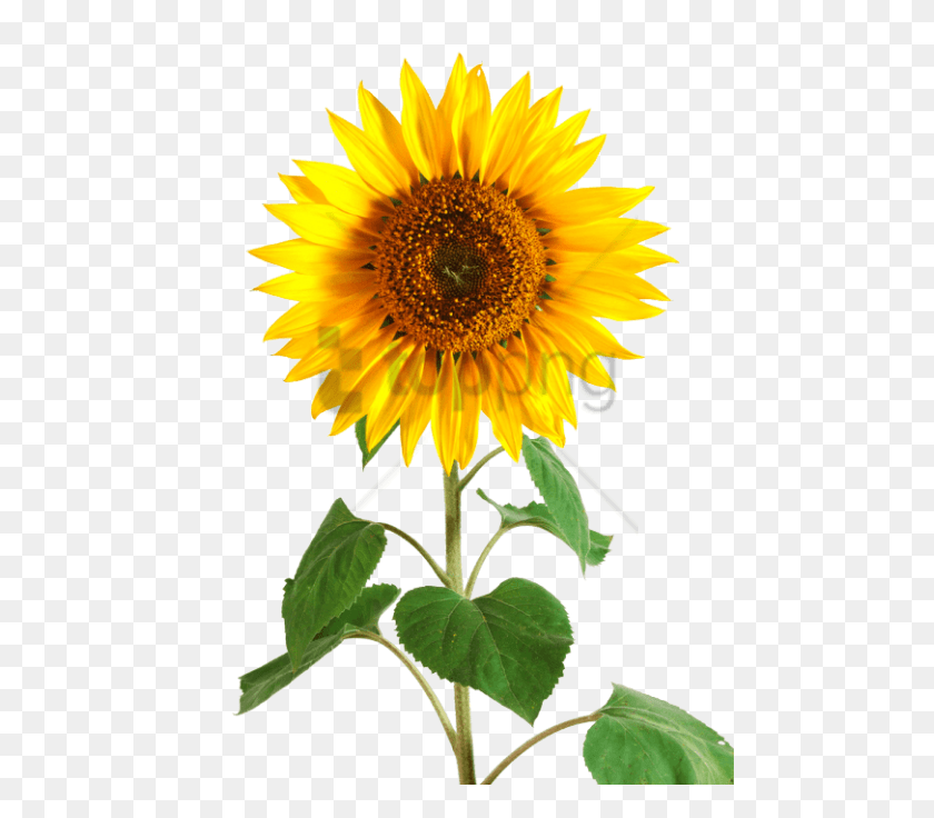 481x676 Free Sunflower Tumblr Image With Transparent Sun Flower, Plant, Blossom HD PNG Download