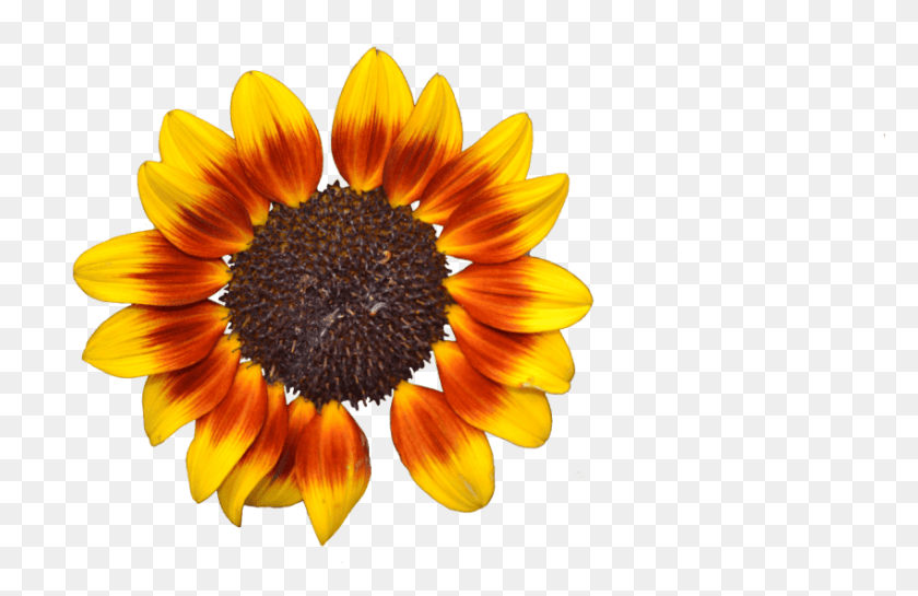 849x528 Free Sunflower Tumblr Images Background Portable Network Graphics, Plant, Flower, Blossom HD PNG Download