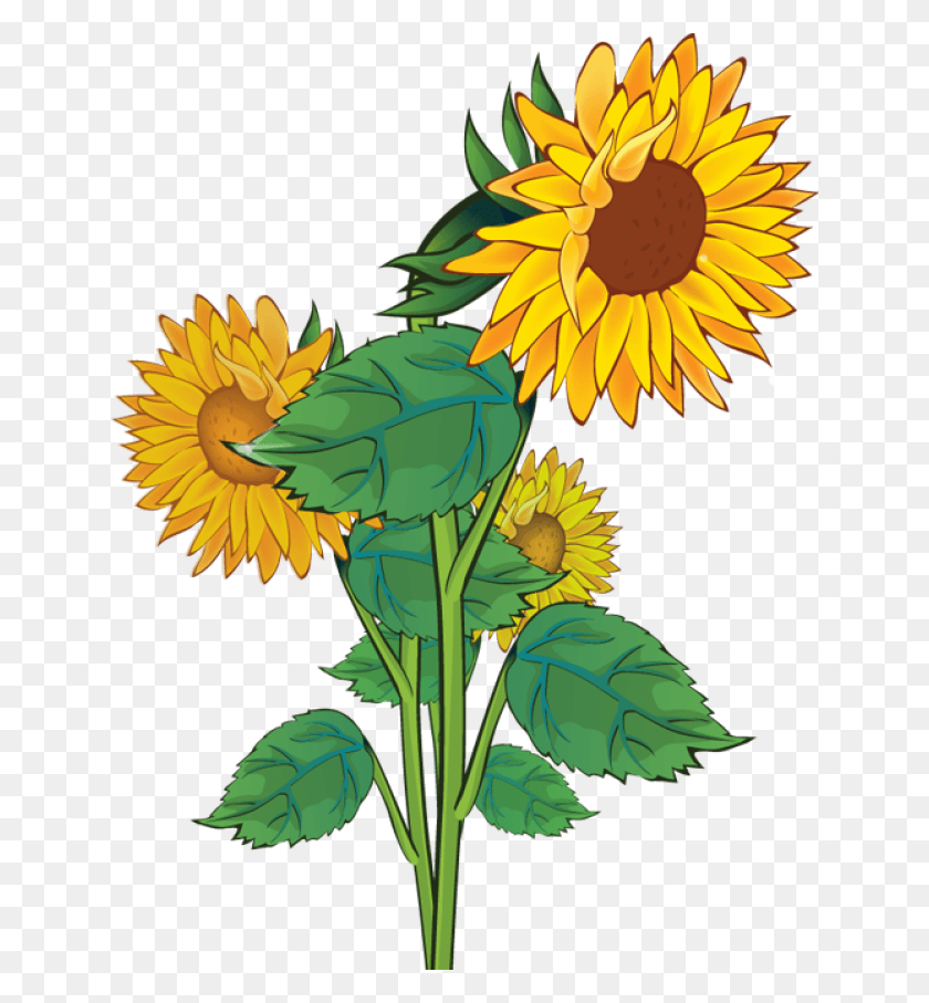 640x847 Free Sunflowers Dromgao Top Image Clipart Sunflower Images Clipart, Plant, Flower, Blossom HD PNG Download