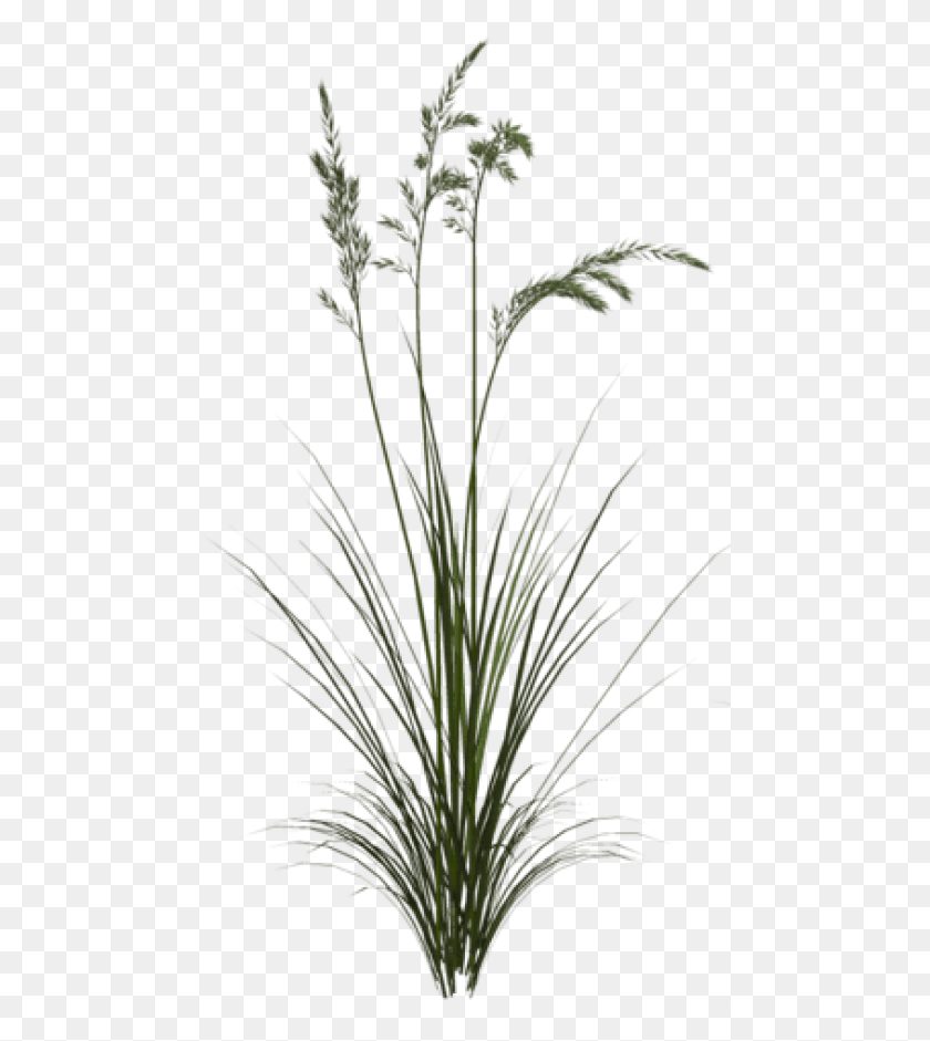 480x881 Бесплатные Сладкие Травы Изображения Фон, Растение, Цветок, Цветение Hd Png Скачать
