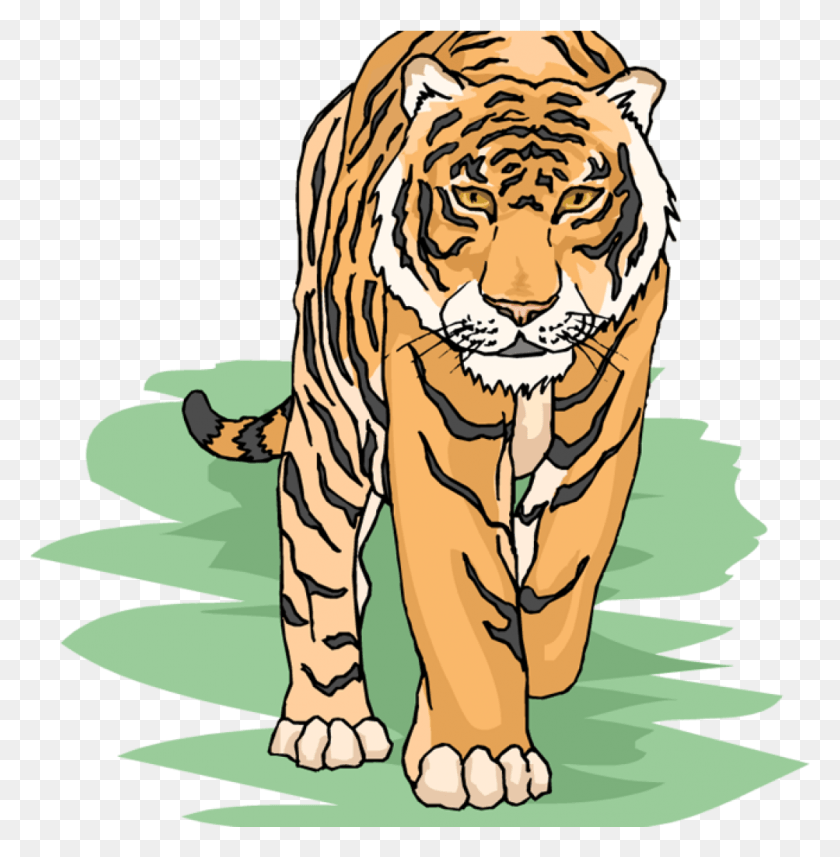 1003x1025 Png Тигр, Дикая Природа, Млекопитающее, Животное, Тигр Png Скачать Бесплатно