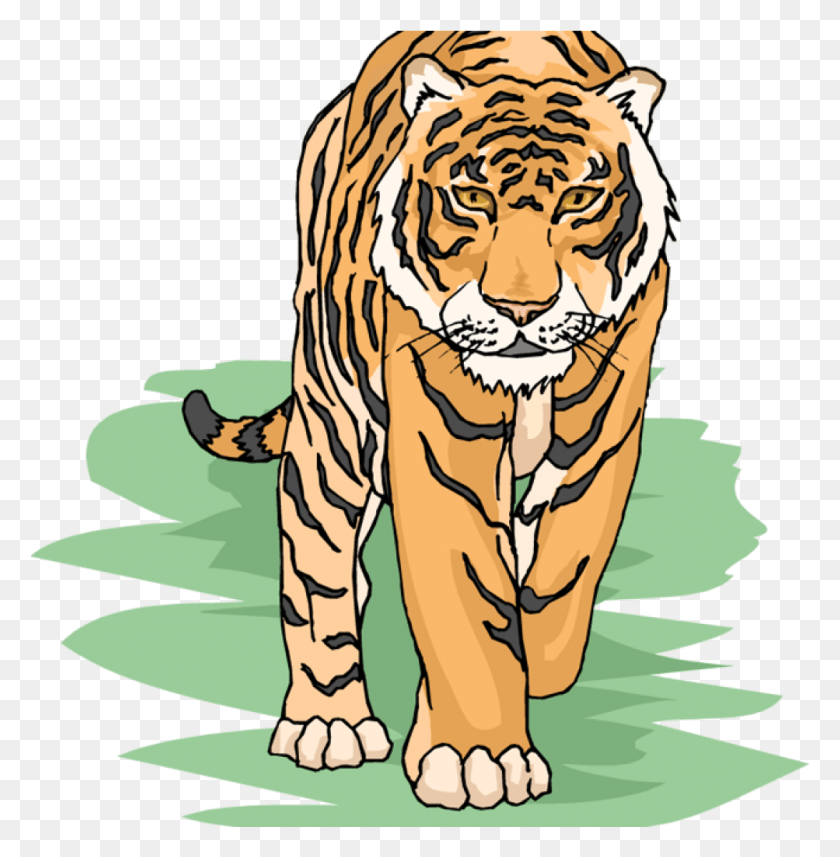 1003x1025 Descargar Png / Tigre Png