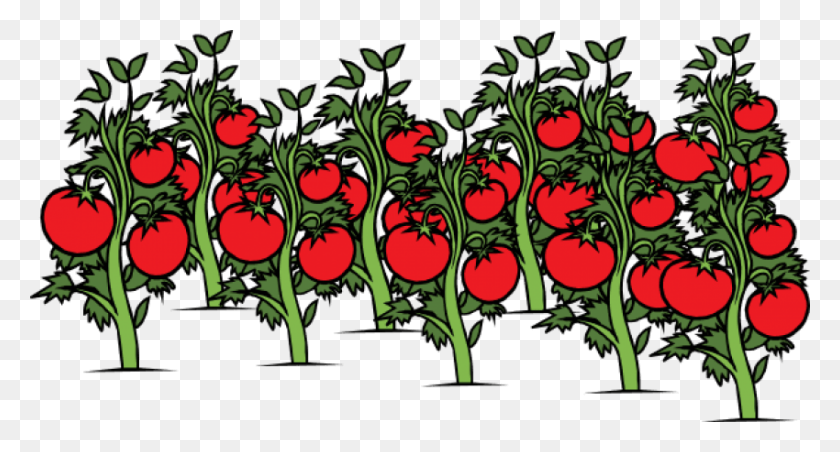 850x428 Descargar Png Planta De Tomate Imágenes De Fondo Tallo De Tomate Clip Art, Gráficos, Diseño Floral Hd Png