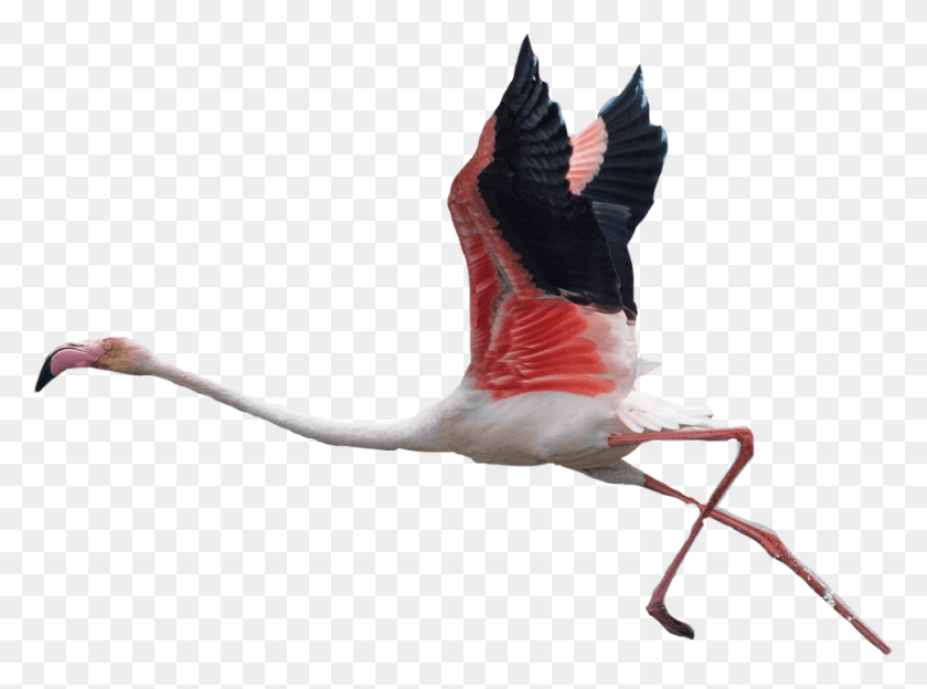 850x615 Фламинго На Прозрачном Фоне, Летающие Фламинго, Птица, Животное, Фламинго Png Скачать