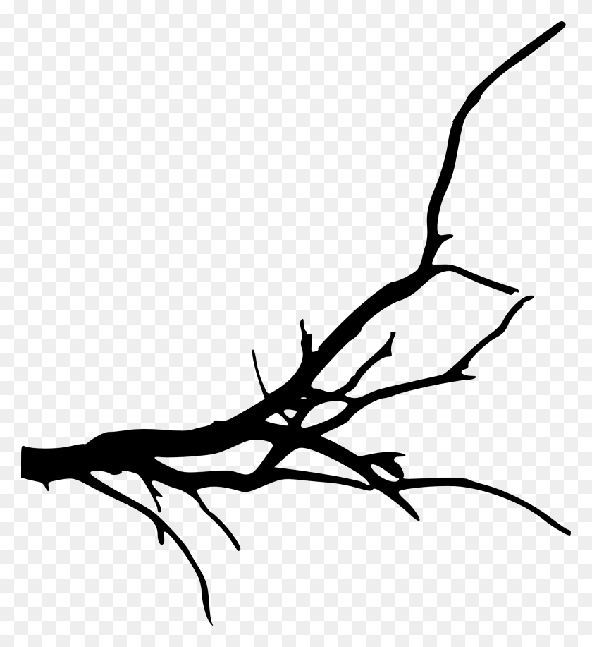 2000x2199 Free Transparent Background Tree Branch, Insect, Invertebrate, Animal HD PNG Download
