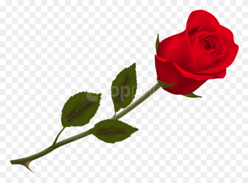 815x584 Png Красивая Красная Роза Роза, Цветок, Растение, Цветение Hd Png Скачать
