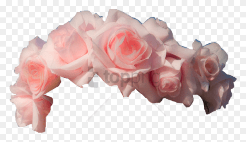 842x463 Free Transparent Flower Crown Image With Pink Flower Crown Transparent, Plant, Rose, Blossom HD PNG Download