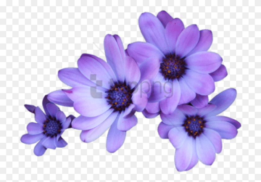 718x526 Descargar Png Corona De Flores Transparente Imagen Tumblr Flor Púrpura Fondo Transparente, Planta, Polen, Anémona Hd Png