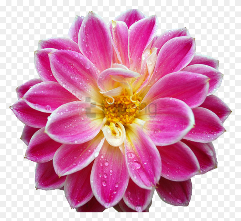 840x765 Free Transparent Flower Tumblr Image With Transparent Flowers With Radial Balance, Dahlia, Plant, Blossom HD PNG Download