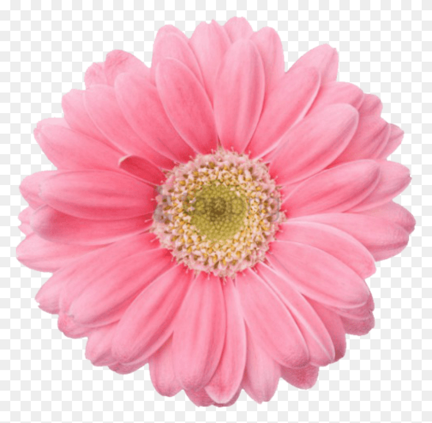 850x832 Free Transparent Flower Tumblr Image With Transparent Gerbera, Plant, Daisy, Daisies HD PNG Download