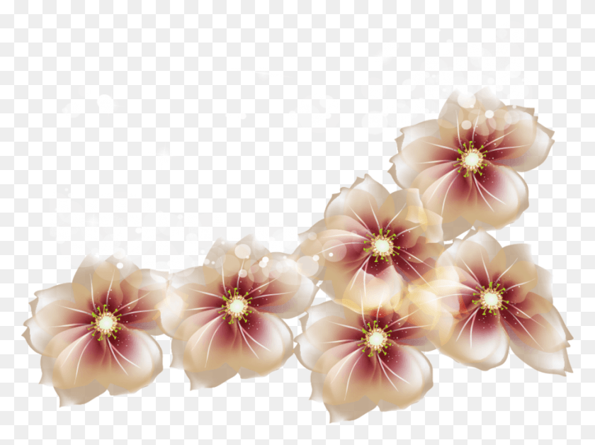 899x655 Free Transparent Flowers Images Background Transparent Flowers, Petal, Flower, Plant HD PNG Download