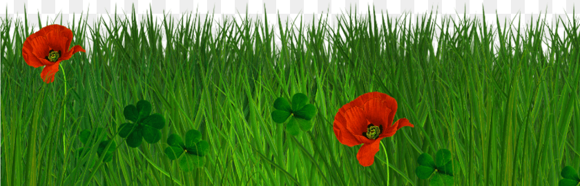 1369x440 Grass Texture Seamless Grass Border, Flower, Plant, Vegetation, Poppy Sticker PNG