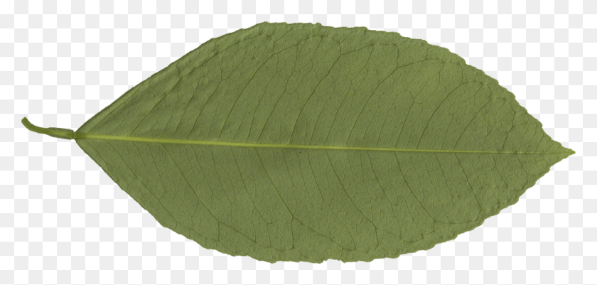 1024x448 Free Transparent Leaf, Plant, Tennis Ball, Tennis HD PNG Download