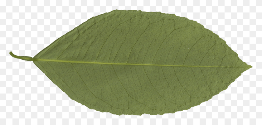 1024x448 Descargar Png Transparente Hoja, Planta, Pelota De Tenis, Tenis Hd Png