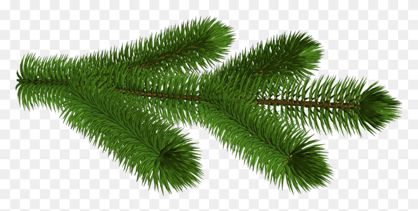 1079x504 Free Transparent Pine Branch 3dpicture Pine Branch No Background, Tree, Plant, Conifer HD PNG Download