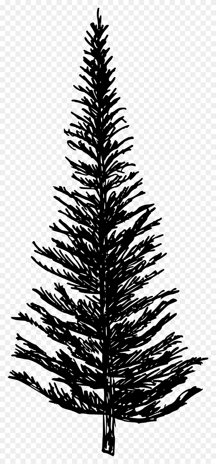 1349x3012 Free Transparent Pine Tree, Gray, World Of Warcraft HD PNG Download