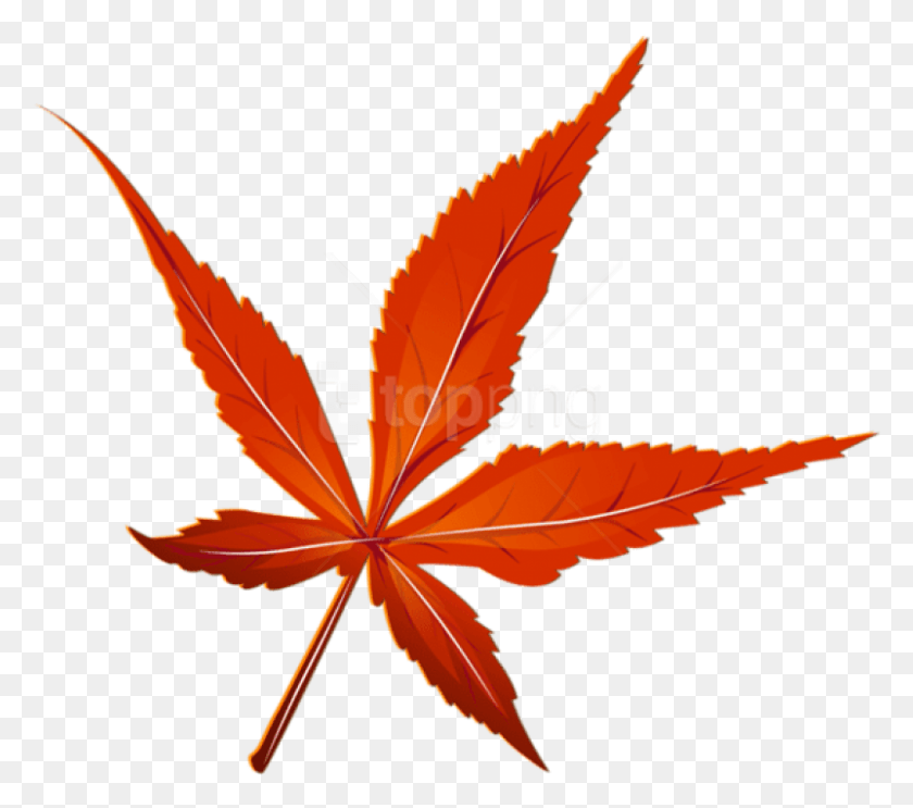802x703 Free Transparent Red Leaf Picture Clipart Red Leaf Transparent, Plant, Tree, Maple Leaf HD PNG Download