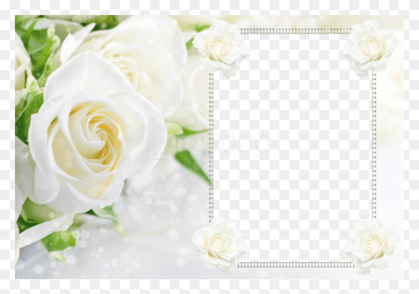 850x577 Free Transparent Soft White Roses Frame Background White Roses Background, Rose, Flower, Plant HD PNG Download