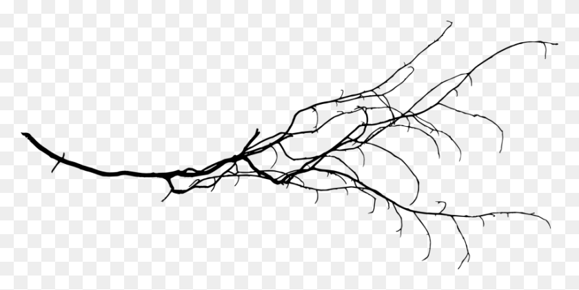 850x394 Free Tree Branch Branch, Plant, Tree, Animal HD PNG Download