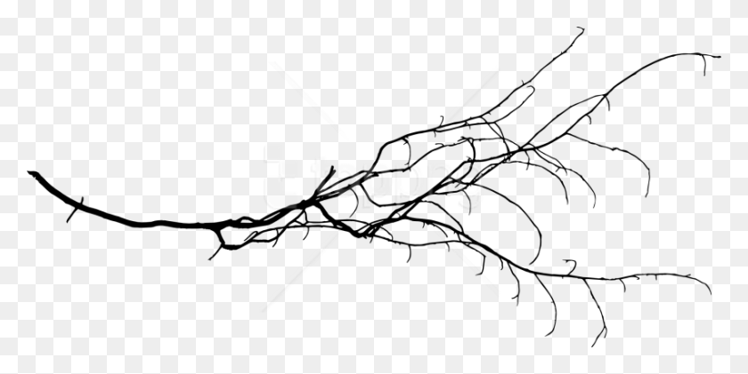 850x394 Free Tree Branch Free Tree Branch Transparent, Insect, Invertebrate, Animal HD PNG Download