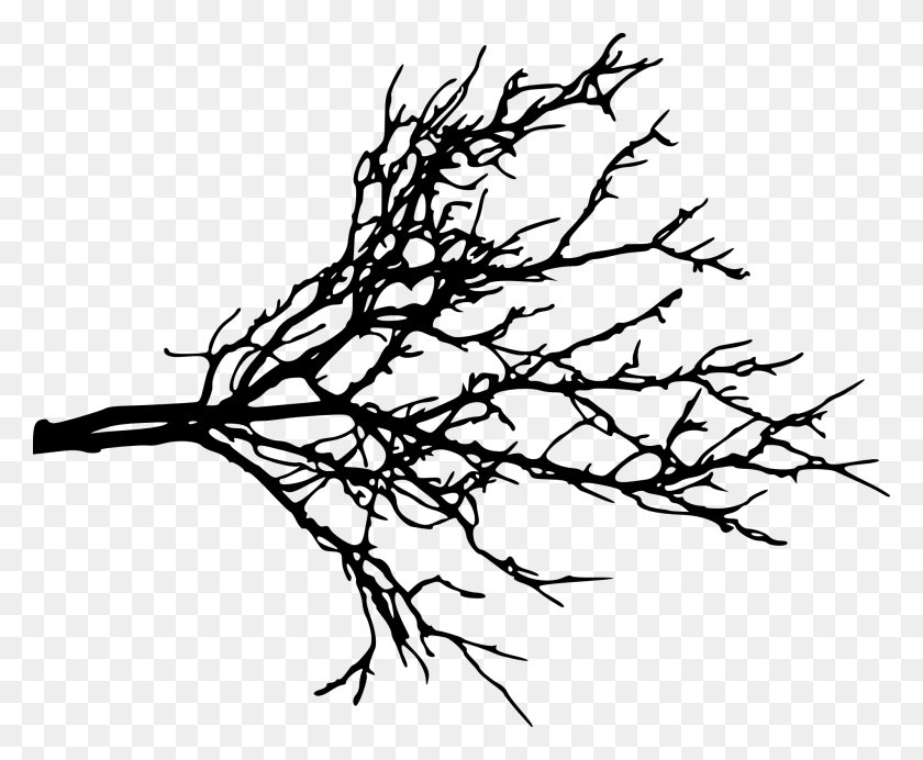 2000x1622 Free Tree Branch Silhouette, Leaf, Plant, Tree HD PNG Download