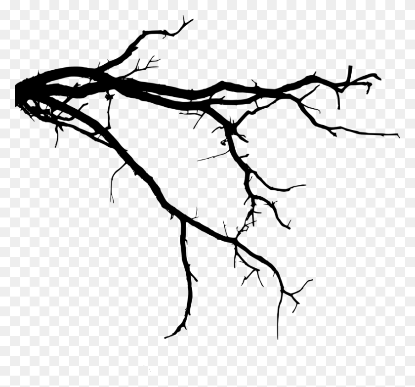850x788 Free Tree Branch Tree Branch Silhouette, Plant, Tree HD PNG Download