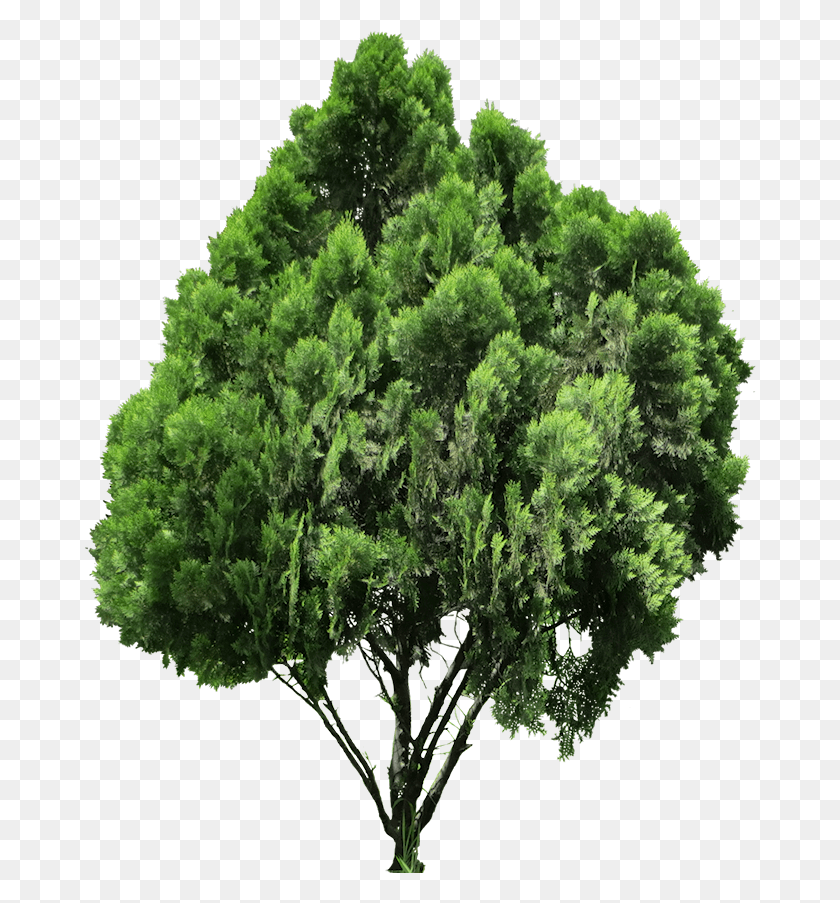 672x843 Бесплатные Изображения Деревьев Platycladus Orientalis Rboles Y Arbustos, Куст, Растительность, Растение Hd Png Скачать