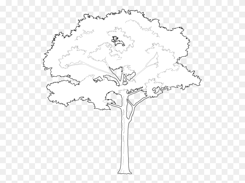 545x568 Free Tree Vectors White Tree Vector, Sketch HD PNG Download