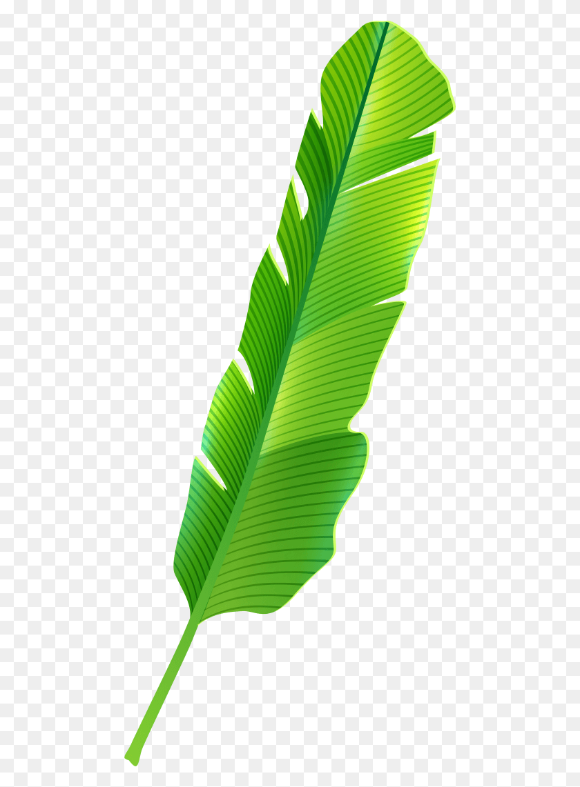 480x1081 Free Tropical Banana Leaf Images Background Banana Leaf Clipart, Plant, Green, Veins HD PNG Download