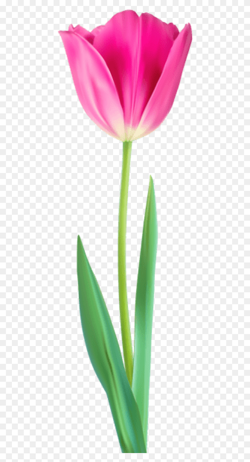 457x1489 Free Tulip Decorative Images Background Sprenger39s Tulip, Aloe, Plant, Flower HD PNG Download