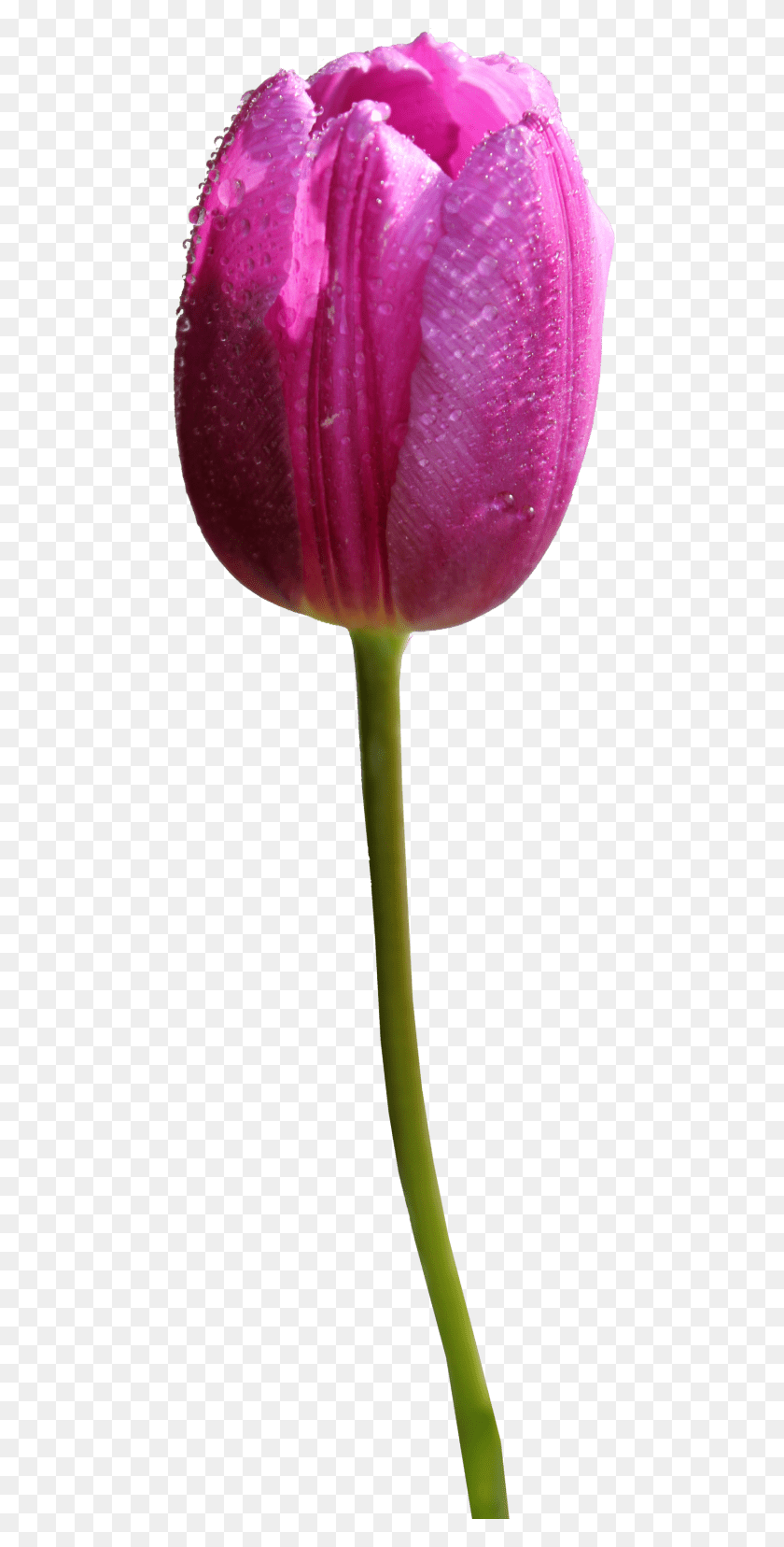480x1596 Free Tulip Images Transparent Purple Tulip Flower, Plant, Blossom, Spoon HD PNG Download