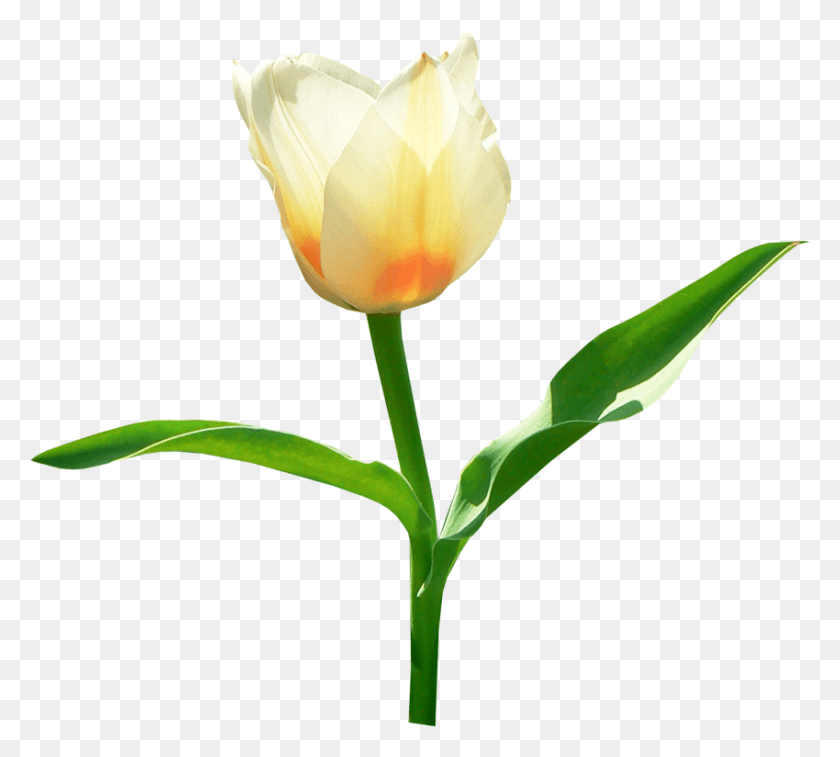 850x760 Free Tulip Images Transparent White Tulips No Background, Plant, Flower, Blossom HD PNG Download