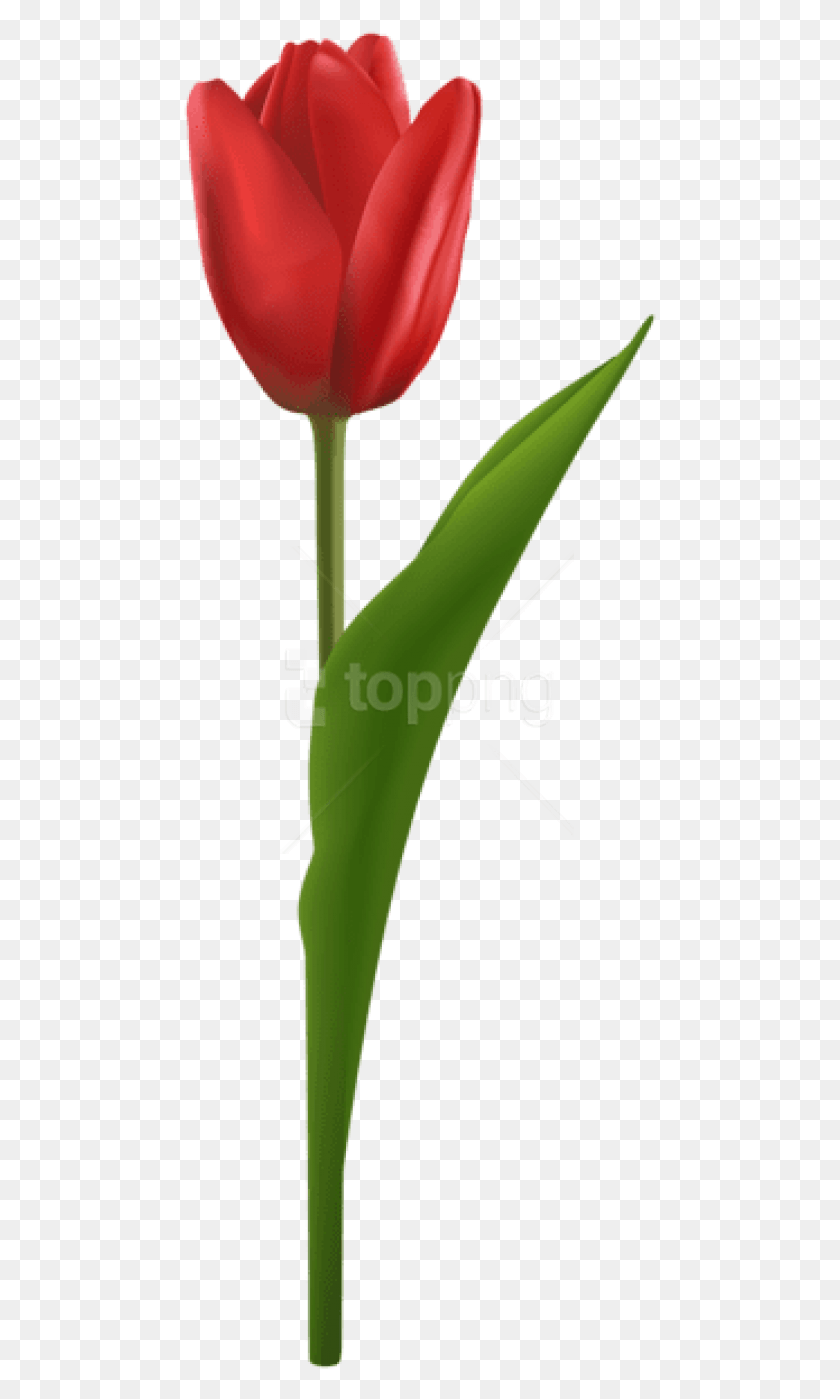 473x1339 Descargar Png Tulip Rojo Imágenes De Fondo Sprenger39S Tulip, Planta, Bambú, Brote De Bambú Hd Png