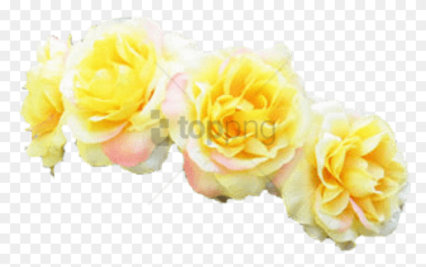 850x508 Free Tumblr Transparent Flower Crown Image Yellow Flower Crown Transparent, Plant, Rose, Blossom HD PNG Download