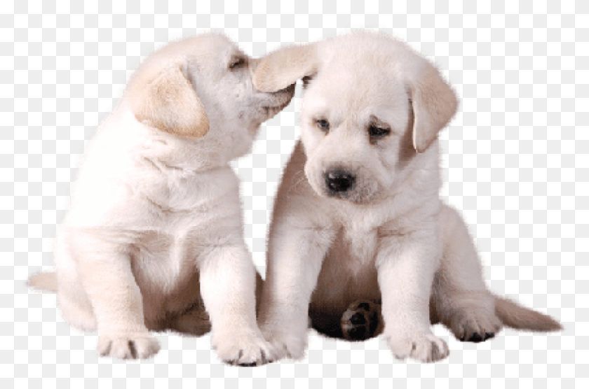 813x518 Descargar Png Gratis Dos Lindos Cachorros Blancos Imágenes Cachorro, Canino, Mamífero, Animal Hd Png