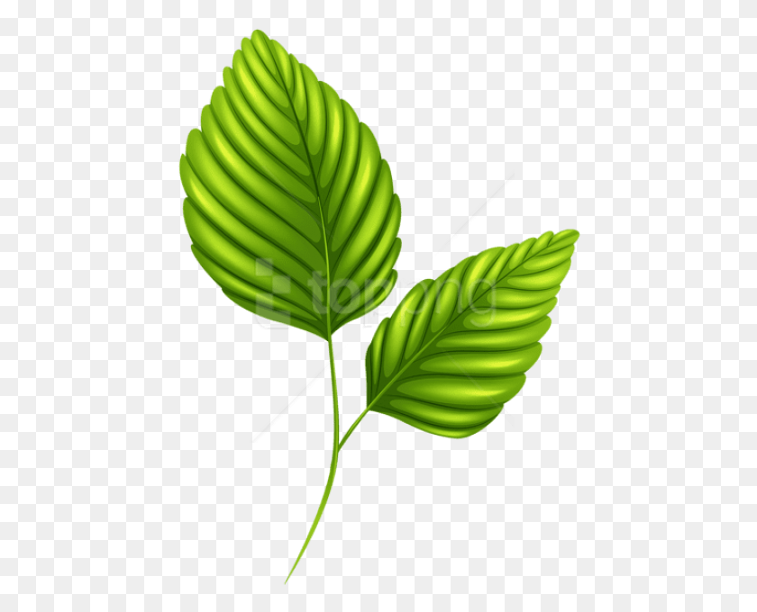 448x620 Free Two Green Leaves Clipart Photo Clipart Leaves, Leaf, Plant, Banana HD PNG Download
