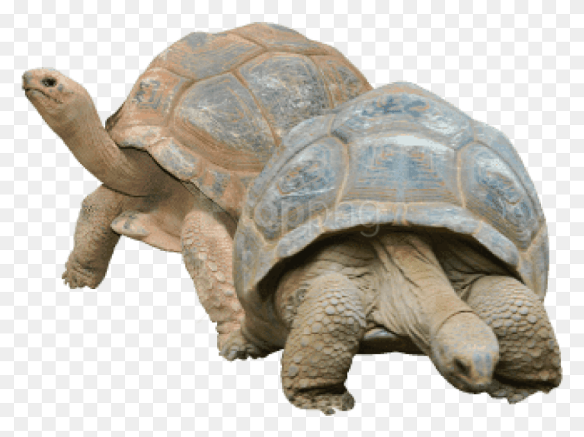 805x588 Free Two Tortoises Images Background Dos Tortugas Clip Art, Tortuga, Reptil, Vida Marina Hd Png Descargar