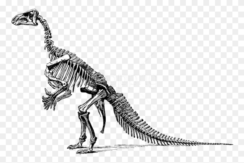 850x548 Free Tyrannosaurus Fossil Skeleton Dinosaur Bones Transparent Background, Reptile, Animal, T-rex HD PNG Download