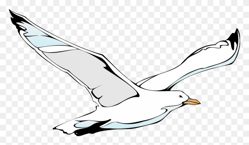 800x439 Free Vector Bird Flying Seagull, Animal, Albatross, Booby HD PNG Download